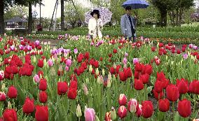 Tulip festival begins in Tonami
